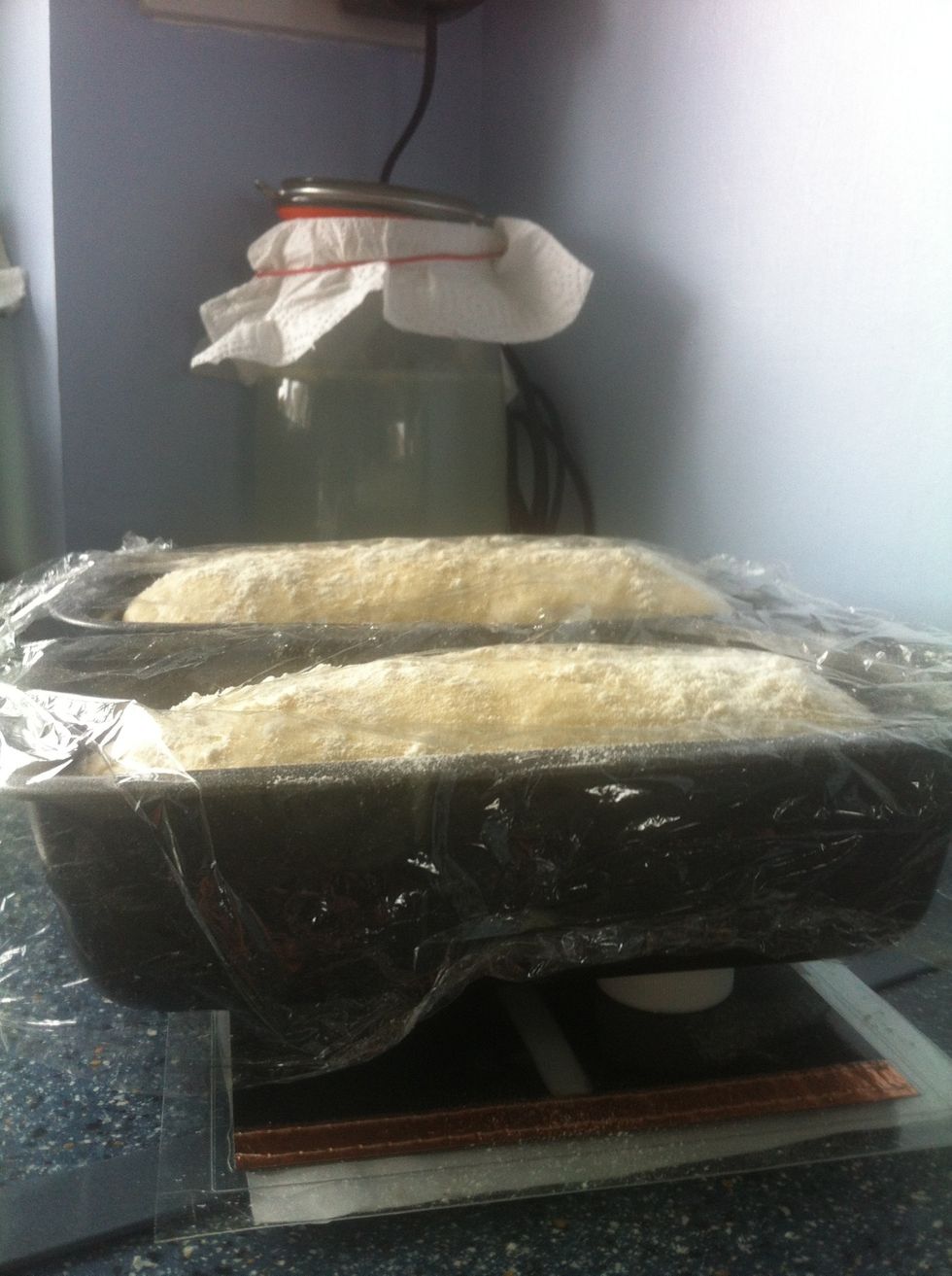 No, not Yet! Don't be tempted to start cooking too soon. Wait until the bread former is filled and the dough is above the sides of the tin.