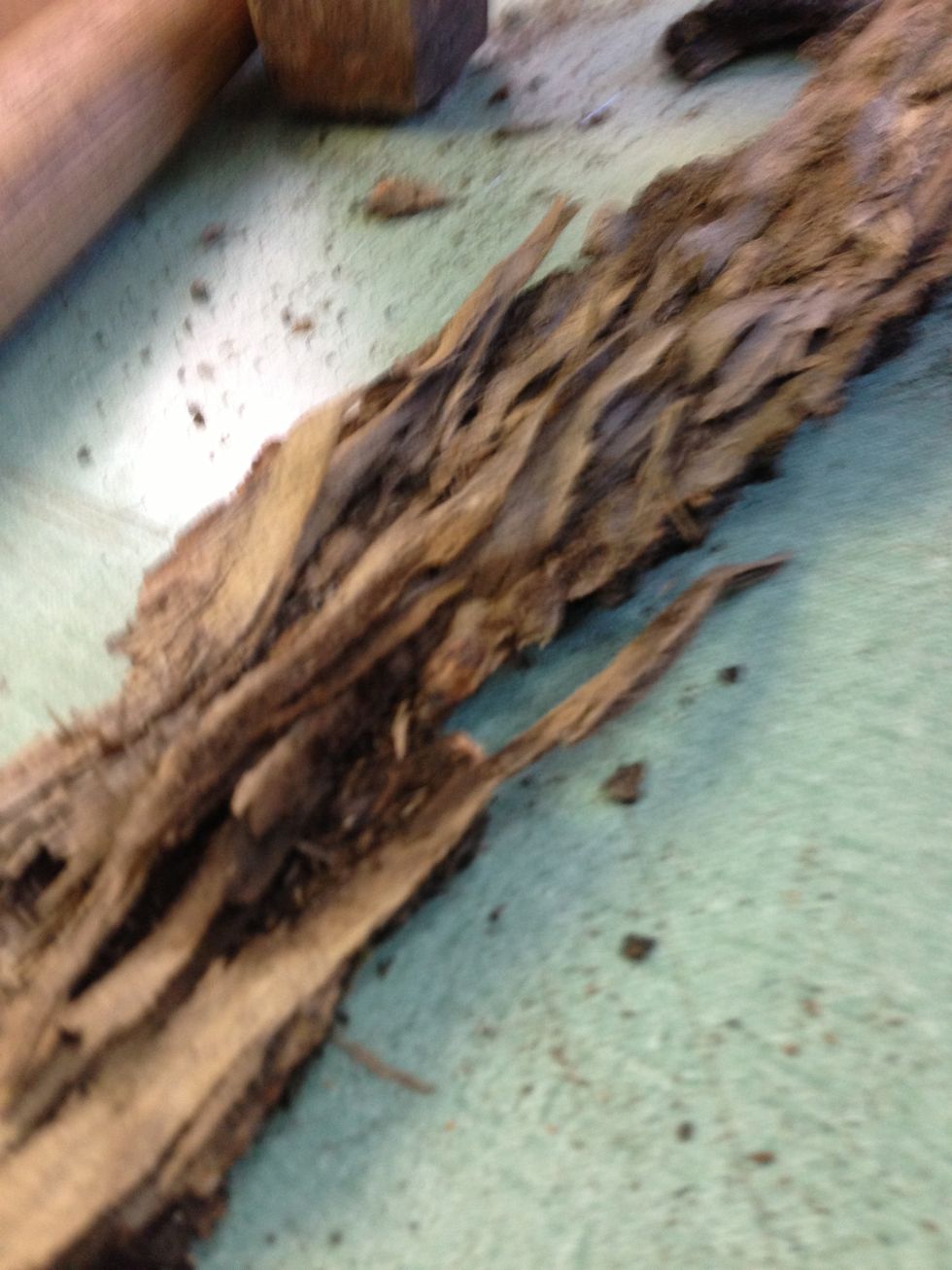 Note that some bark has a lot of loose layers on the underside. This needs to be cleaned off.