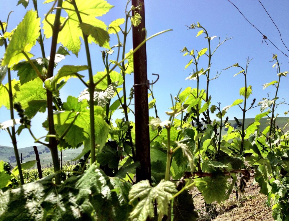 Note the baby grapes coming in there on the vine. Someday they're grow up and be transformed into world class wine that is enjoyed the world over.