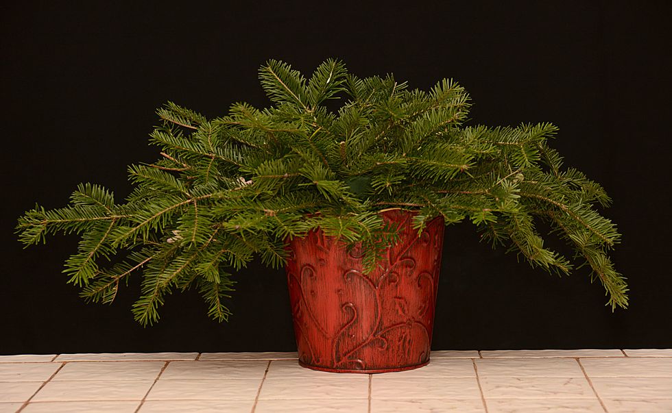 Notice that we picked a seasonally appropriate container, with a red color. Add foam to the container. Use Balsam or Fir to create a shape. In this case we are creating an oval shape.