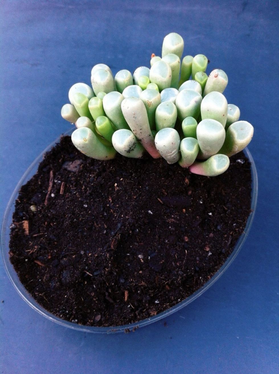 Now, carefully tuck the plant into the dish, making sure to get all the little roots in there.