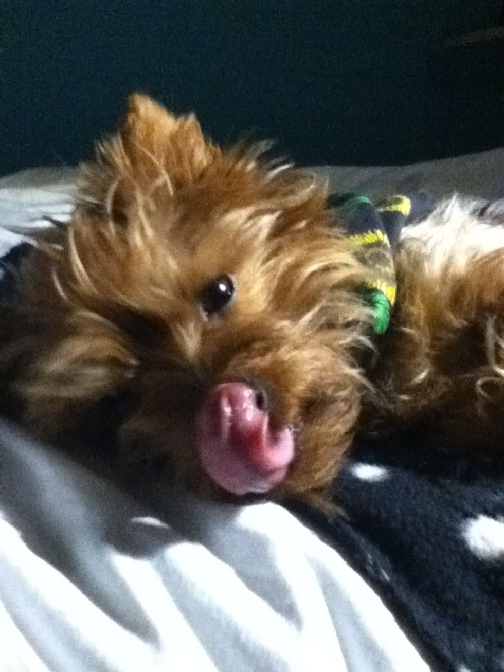Now come up with a cute setting in the tidy room and put your dog in it