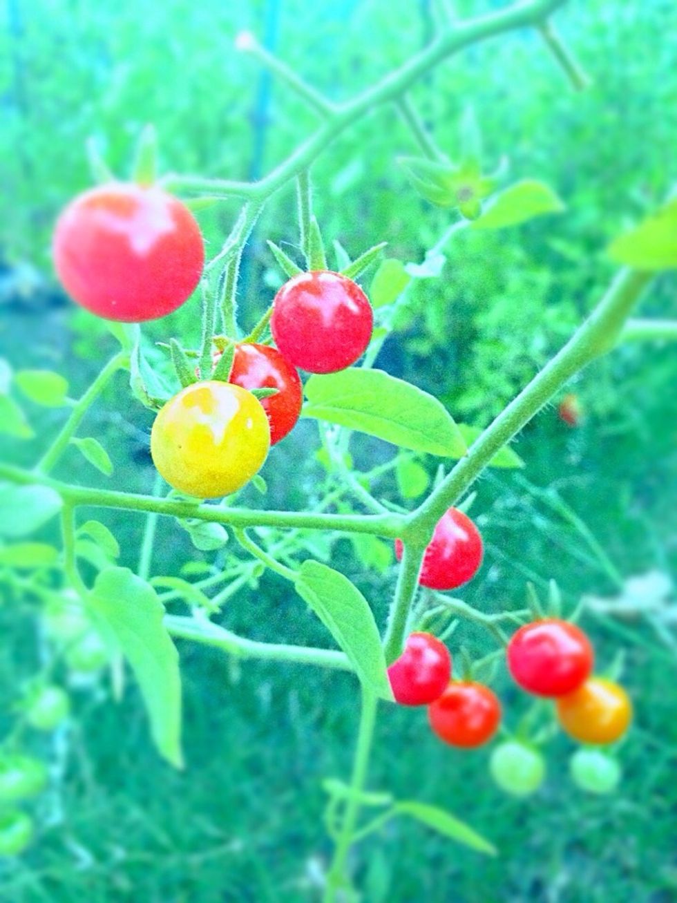 Now for the arugula salad. I used freshly picked cherry tomatoes