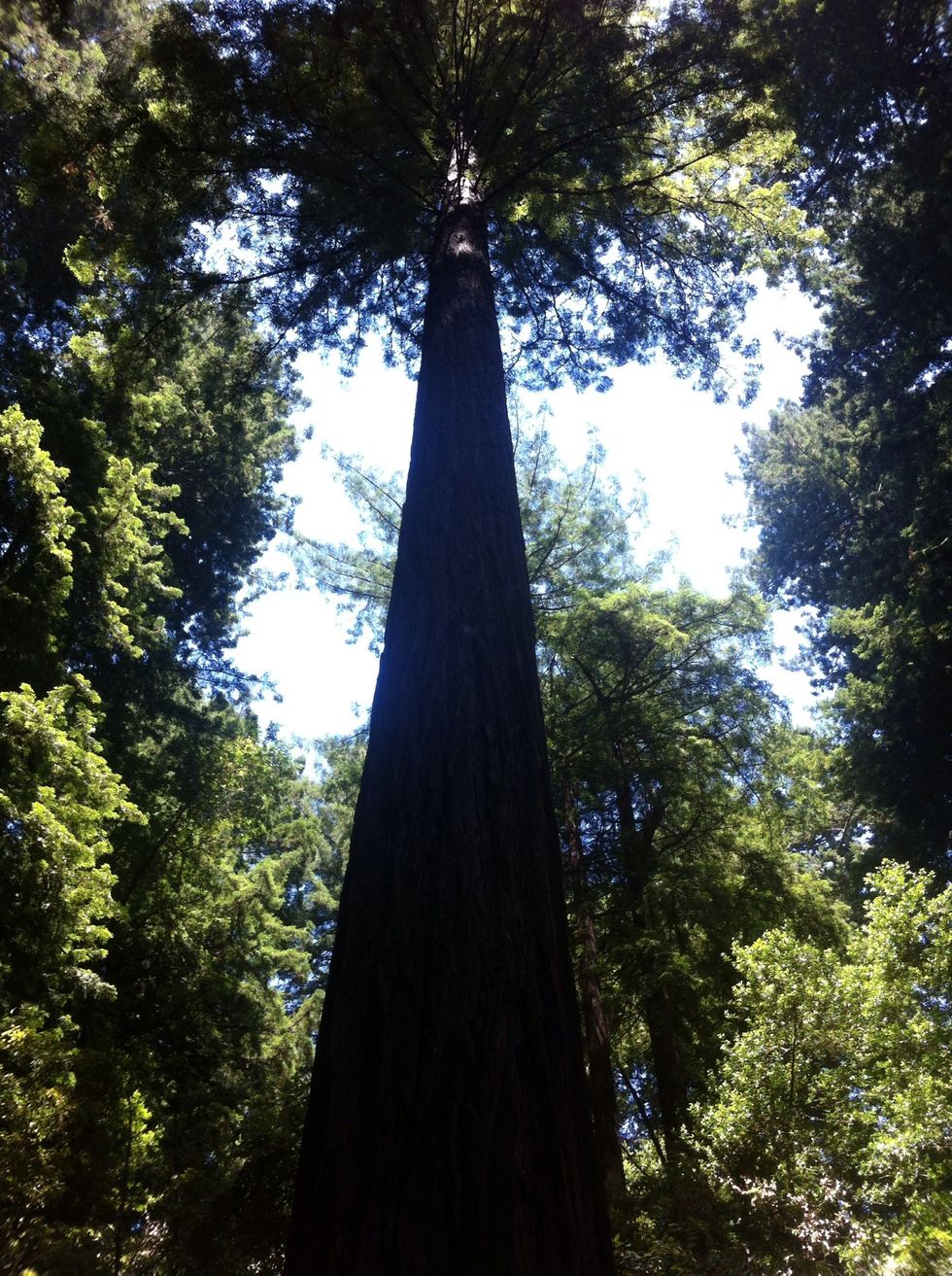 Now go look at big trees