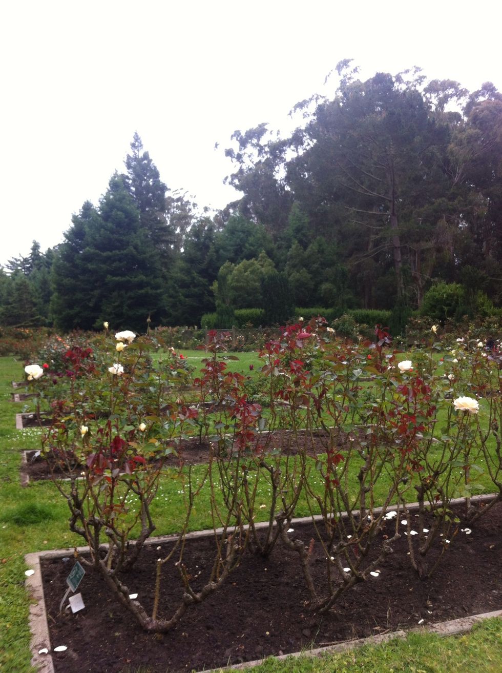 Now go to a rose garden!