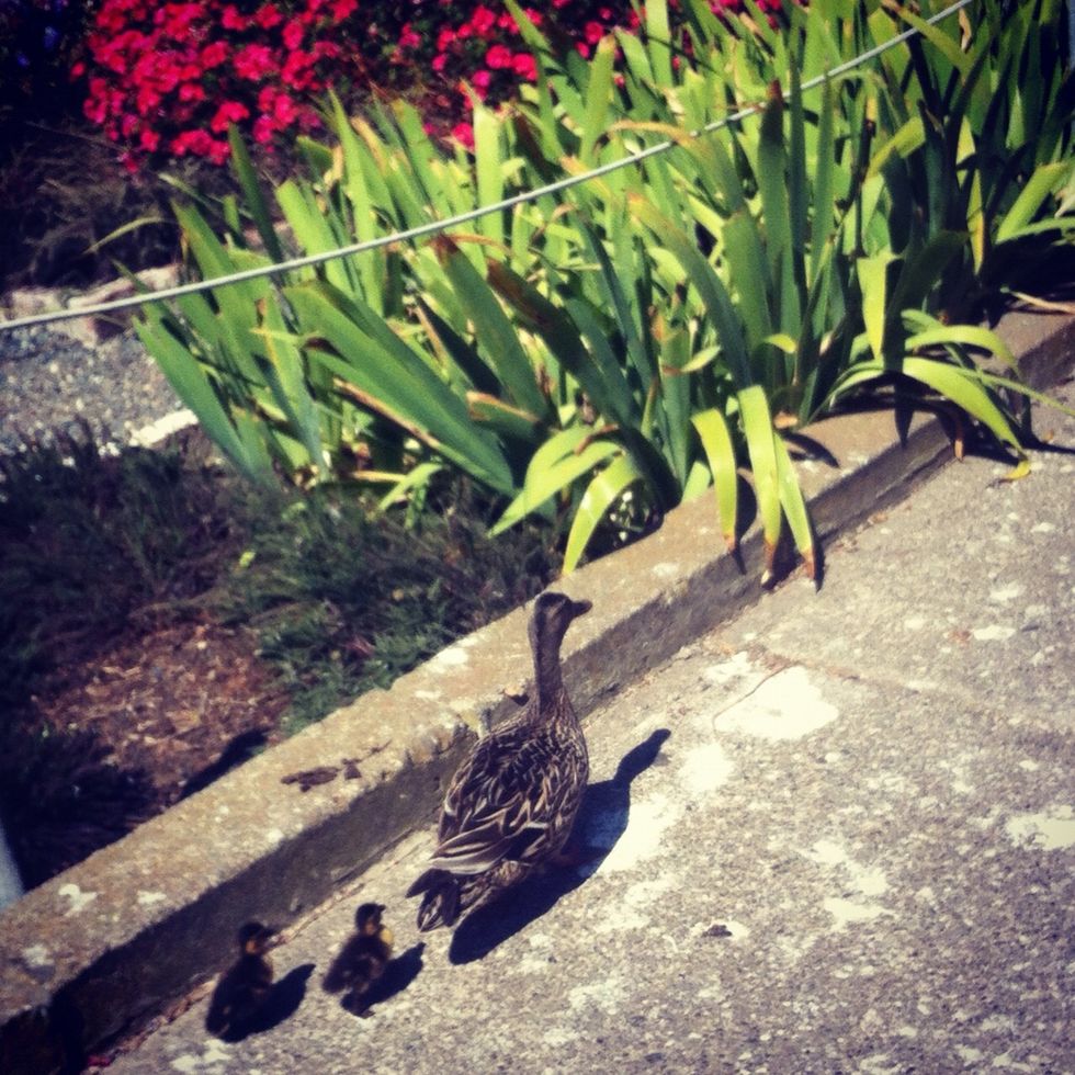 Now go to Alcatraz. Now. It's too cool. (Plus you get to see ducklings!! (My snap guide on how to study for Greek will tell you how to say duckling in Greek) (go check it out!!)