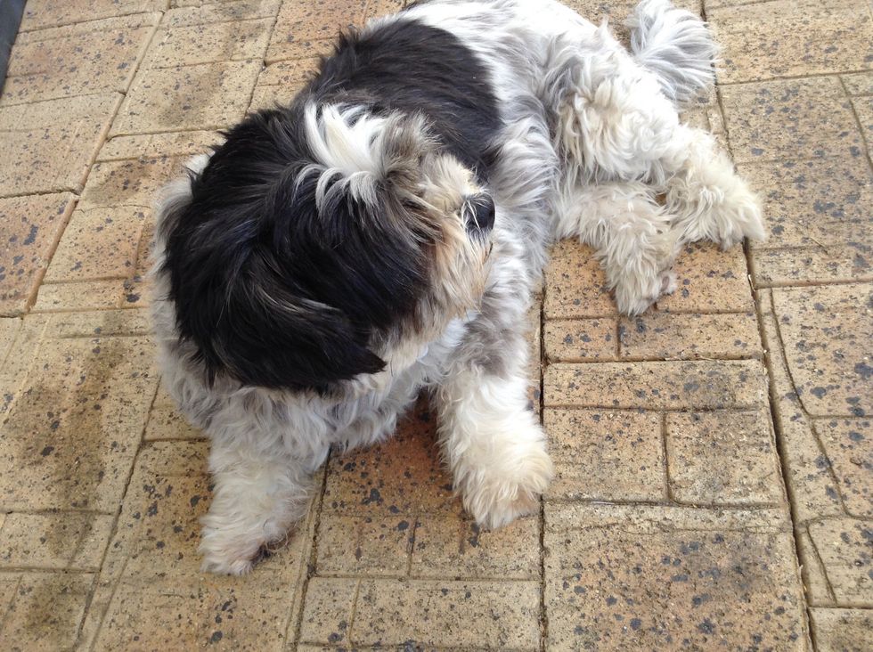 Now, I feed al my animals, this is Lily my dog.