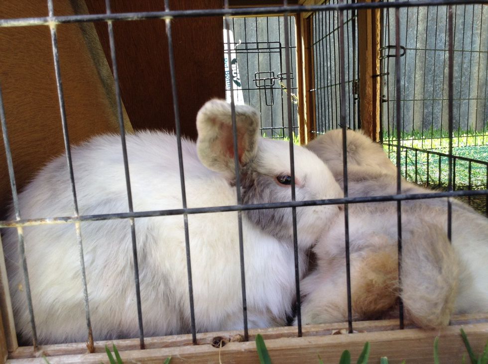 Now I go and cuddle my bunnies and feed them.