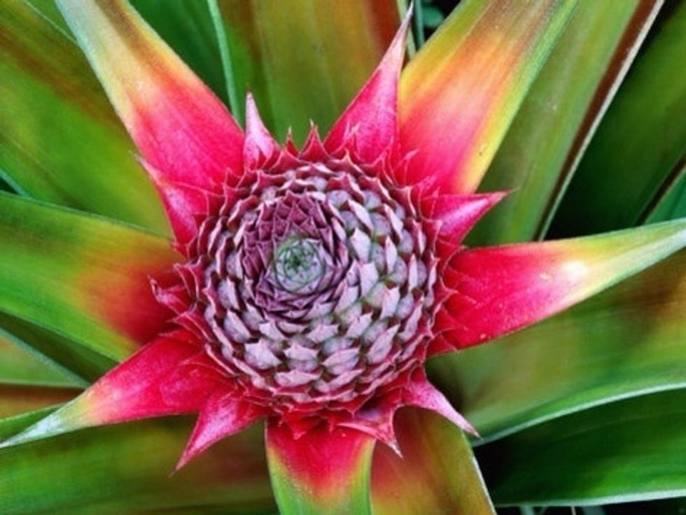 Now just wait for the flower to bloom! It should first look like this