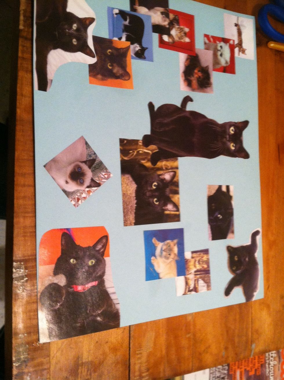 Now, lay out the pictures you would like to use on your Cardstock, make sure you have it EXACTLY as you want it before the next step!