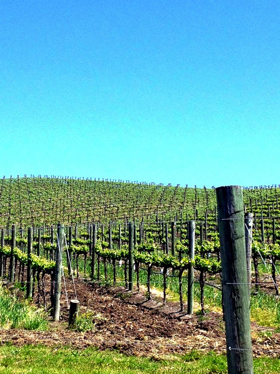 Now let's drive to the next winery. Ah, more rolling hills of vineyards!