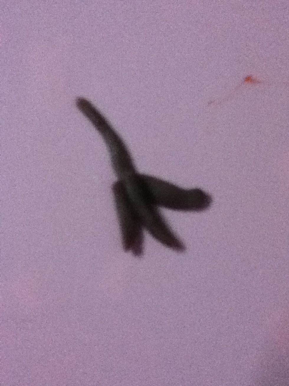 Now Make two peace(it's the hands)