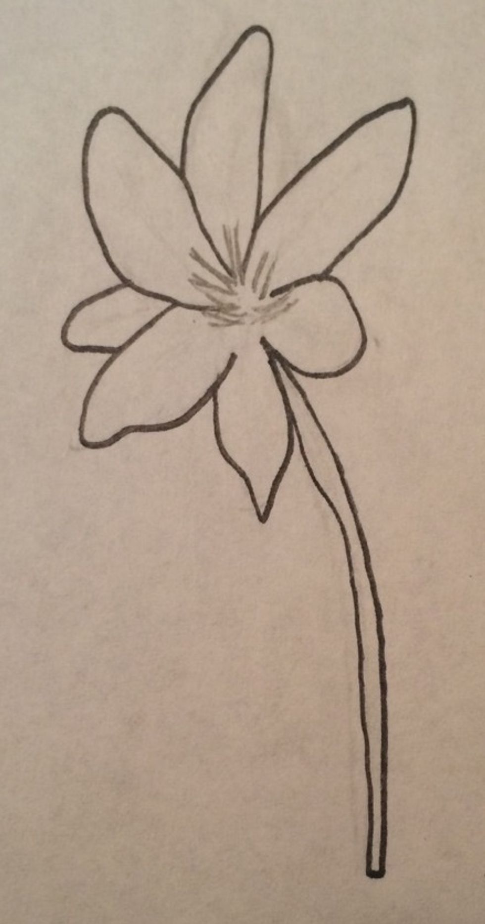 Now on the inside of the flower, you draw lines for marking where the stamen shall be