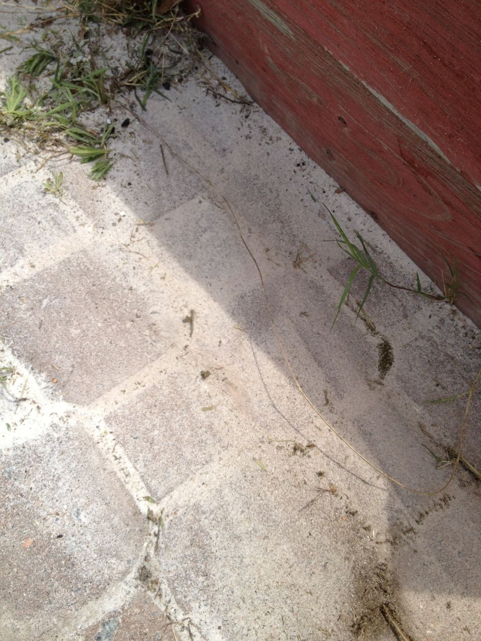 How to rid your brick patio of weeds B+C Guides