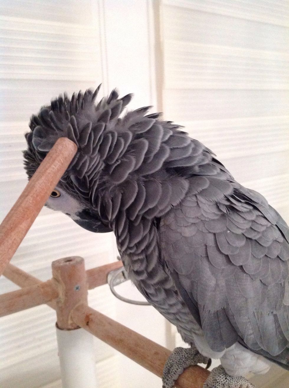 Now start with scratching his head with a wooden stick.