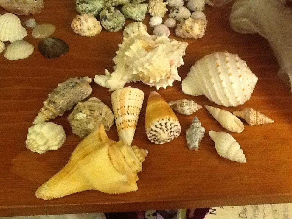 Now the dart fish, I warn you tho because they are deadly poisonous and will sting and you will die. Any way these shells are recognised by their streamline or spiky shapeon the next slide\u23e9\u23e9\u23e9\u23e9\u23e9
