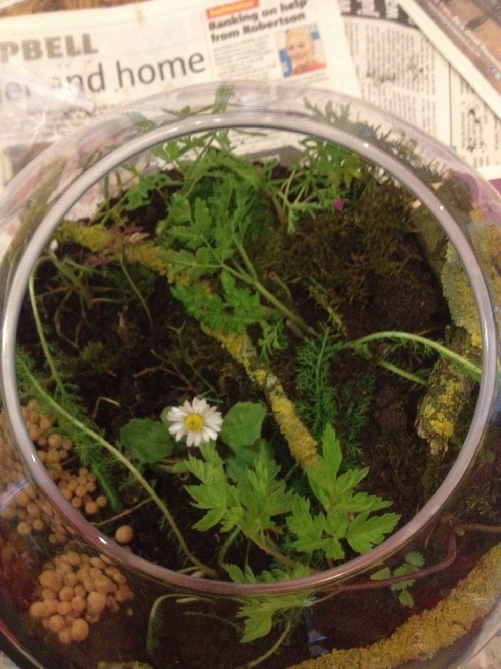Now the fun part! Use the spoon to dig holes in the soil to plant your moss, flowers or whatever else you found.
