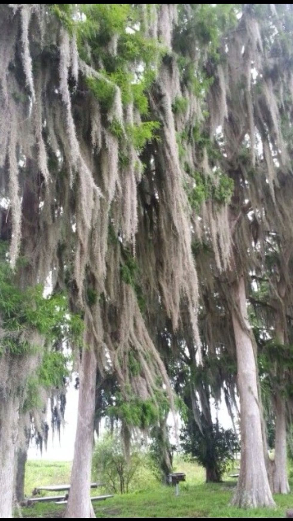 Now there are these Cypress trees that had Spanish moss growing on them.