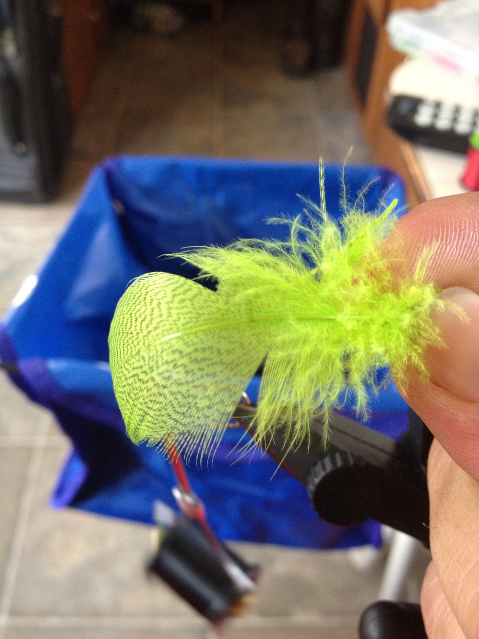 Now trim your feather along the center vein, (I guess that's what it is) and get as many feathers in your fingers that look like they will cover the bottom area.