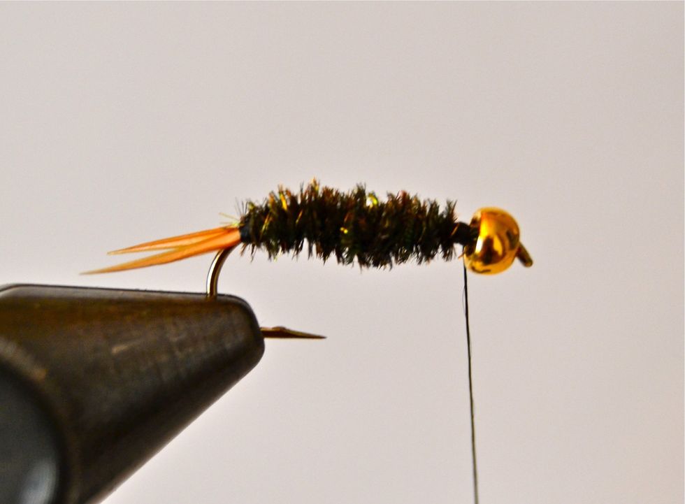Now, wrap the fine gold wire forward over the top of the peacock hurl body keeping the wraps about 1/16 to 1/8 inch apart. This both creates what looks like body segments AND helps hold the hurl on.