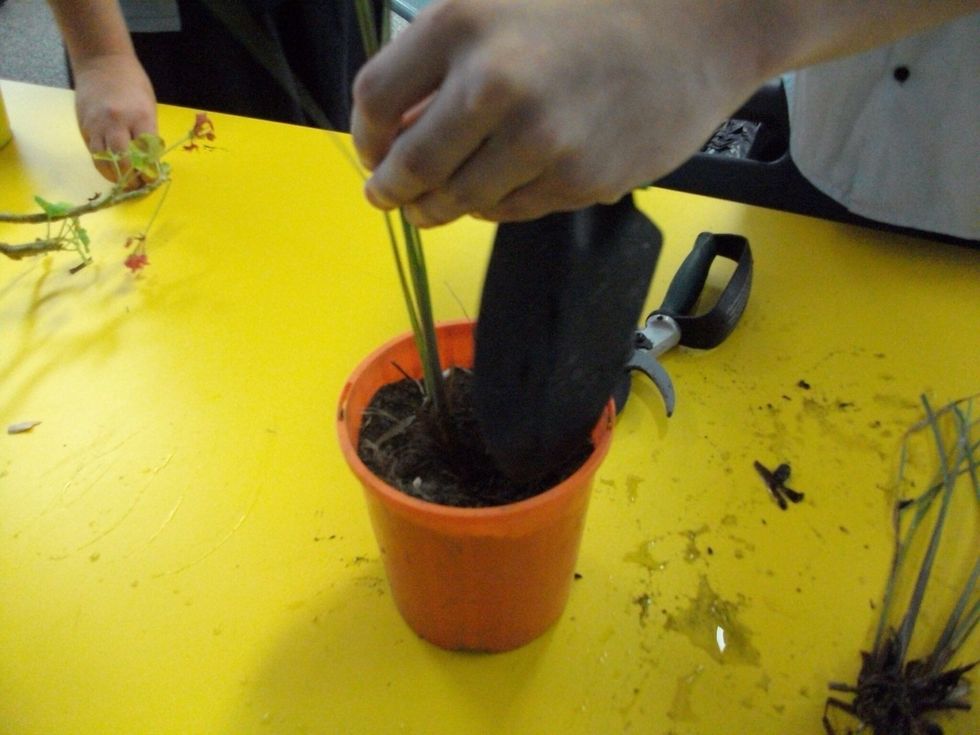 Now you are ready to replant the lemon grass in fresh potting mix