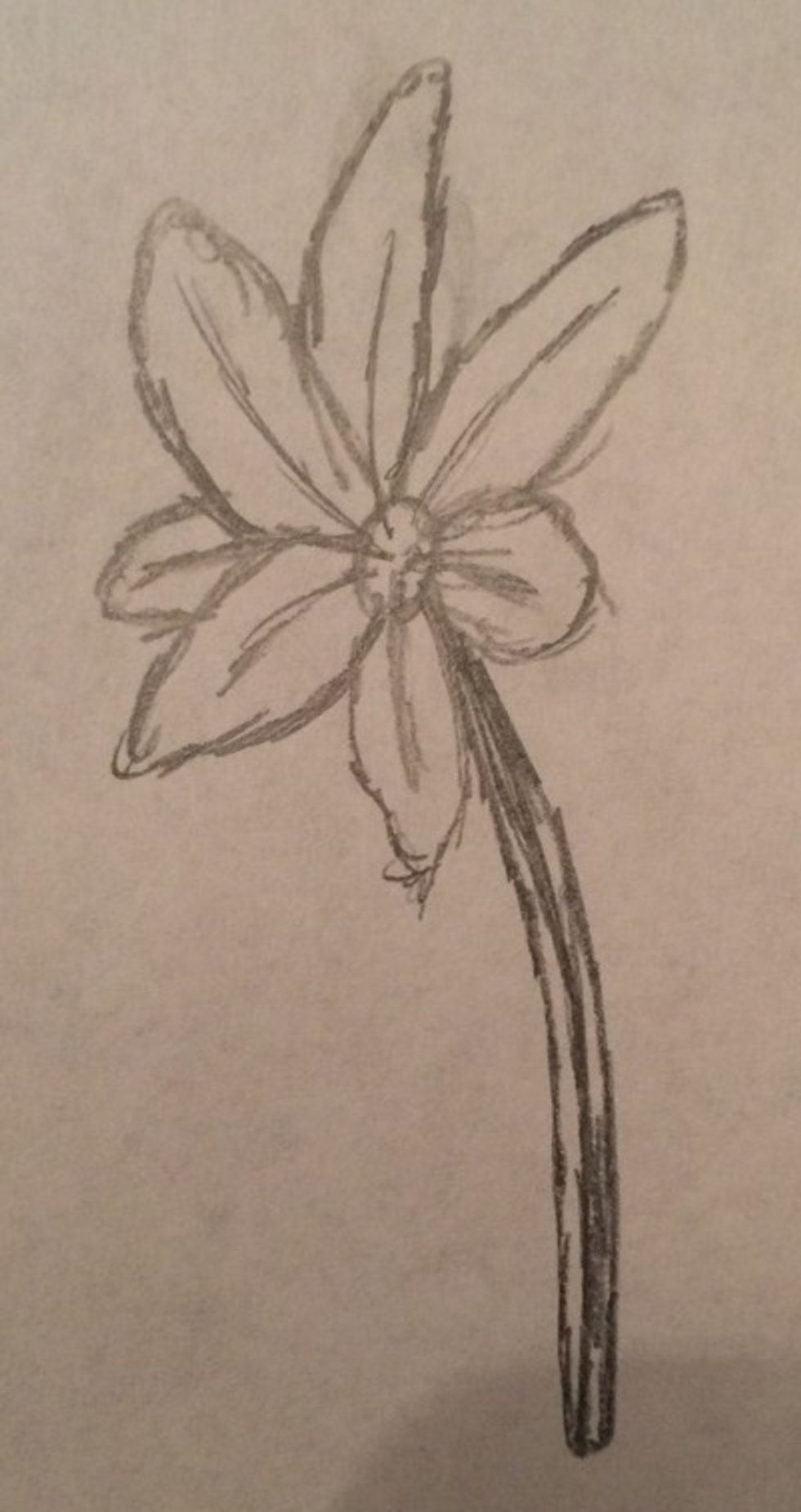 Now you draw the petals of the flower, the lines guide you on where you should place your petals as well as for the stalk