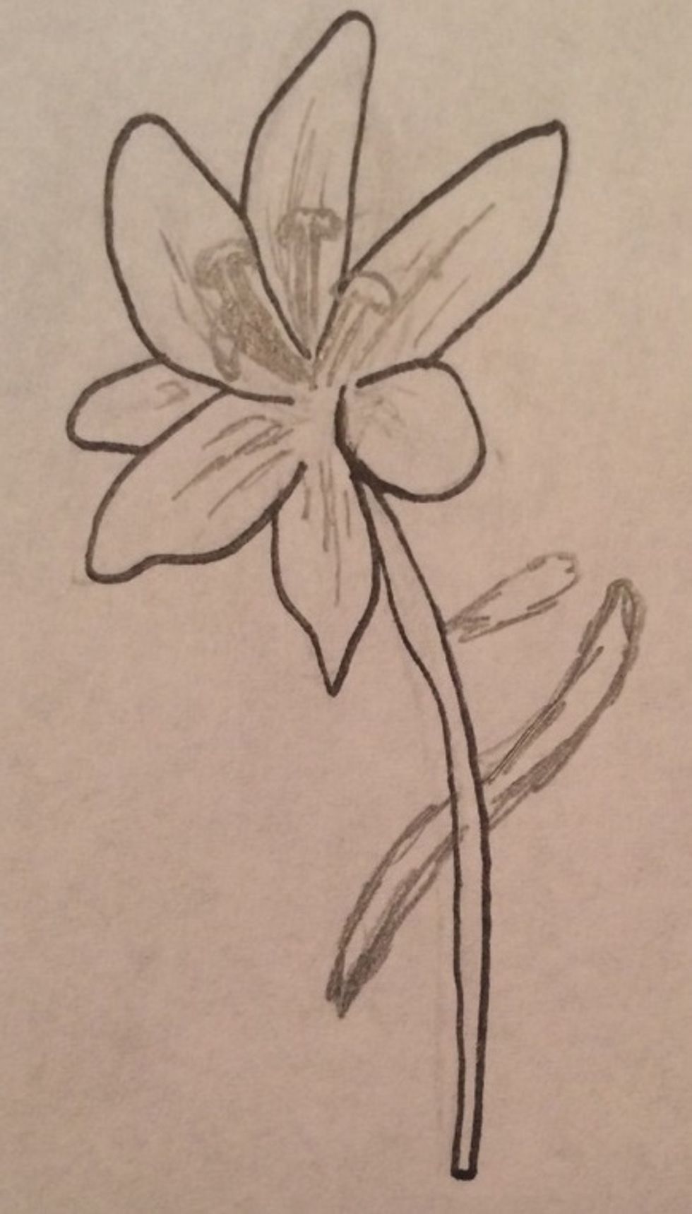 Now you fully draw the stamen and detail the petals of your flower using lines,  then draw leaves on the stem of the flower