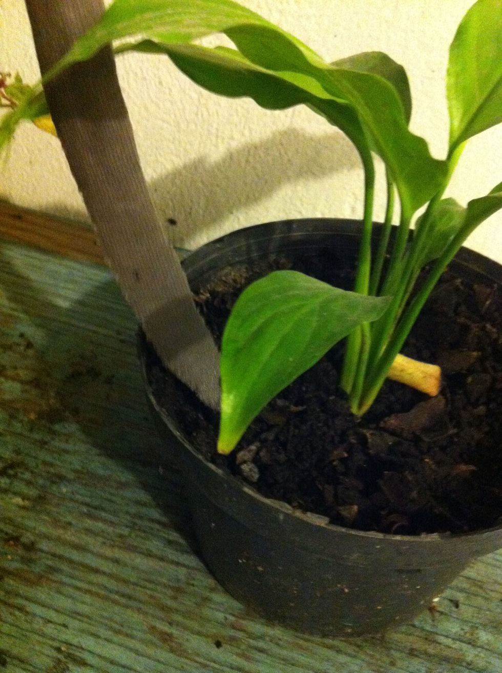 Now your plant is getting the water it needs!