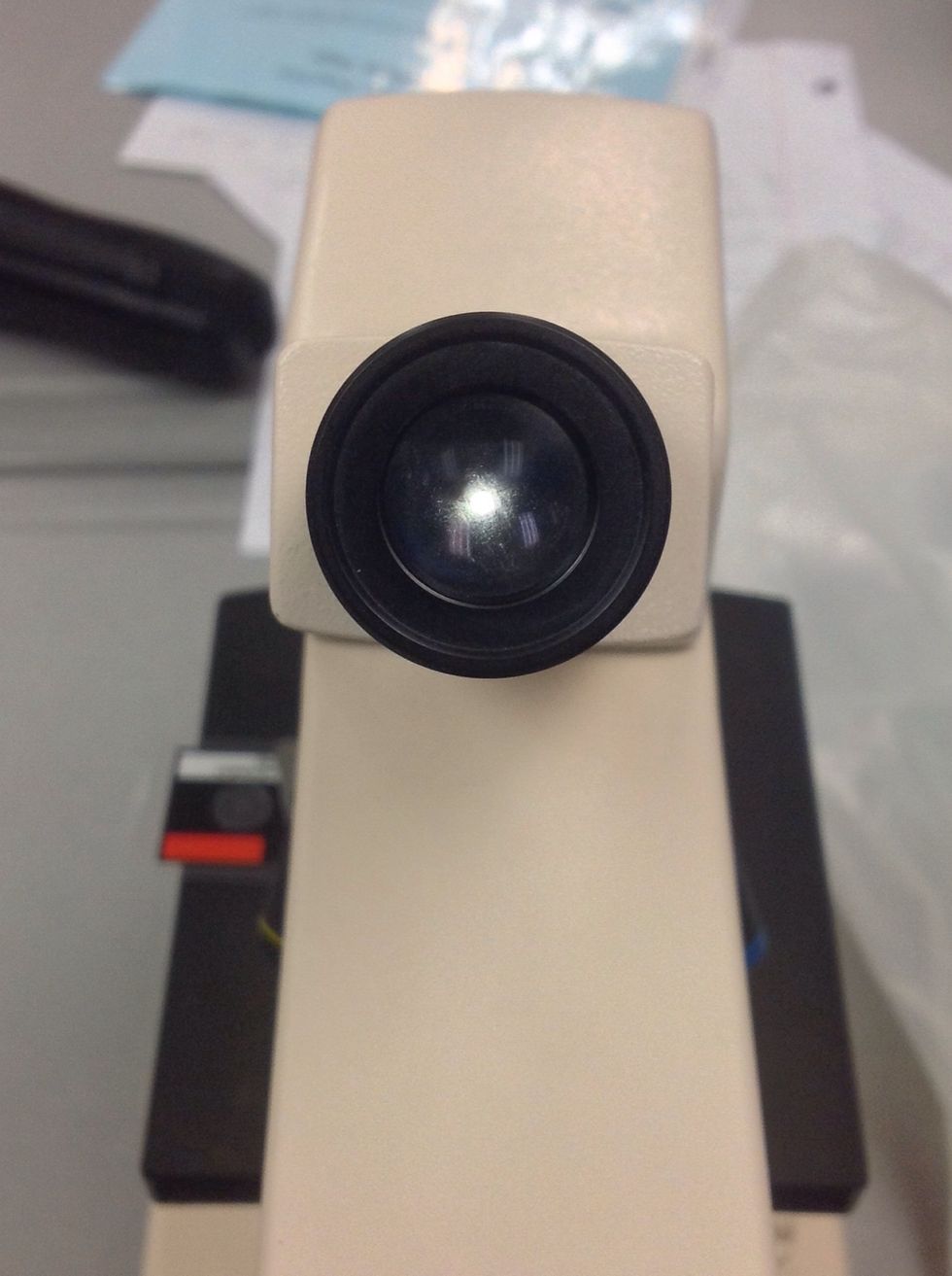 How to focus a compound light microscope B+C Guides