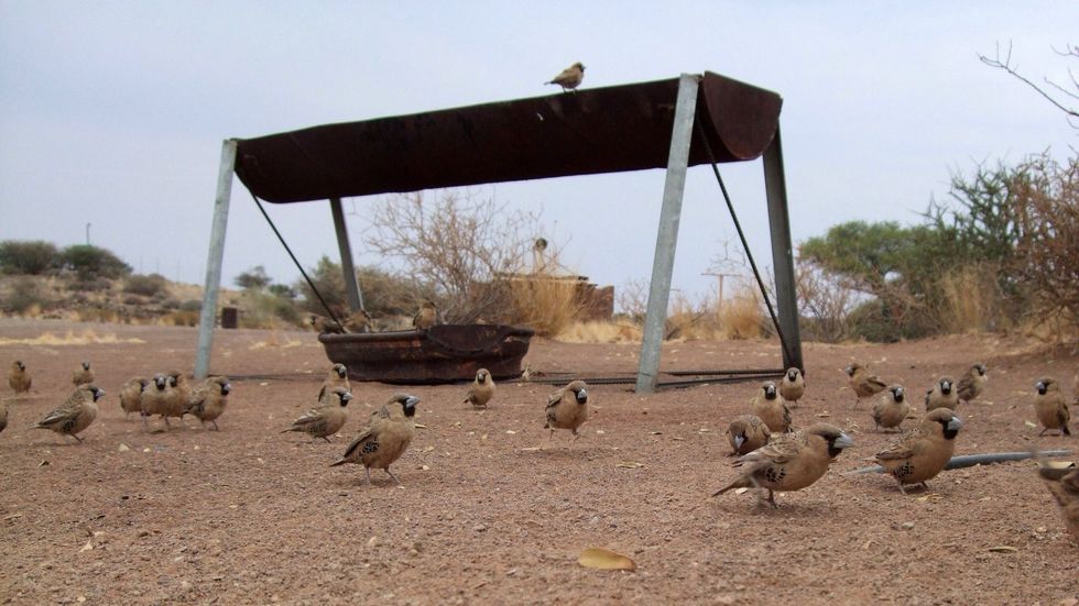 Oh, and share your breakfast with the birds