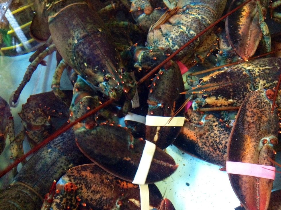 Ok, or a high quality lobster shop for hard shell lobster. (I'm not going to engage in the Nova Scotia / Maine lobster debate).
