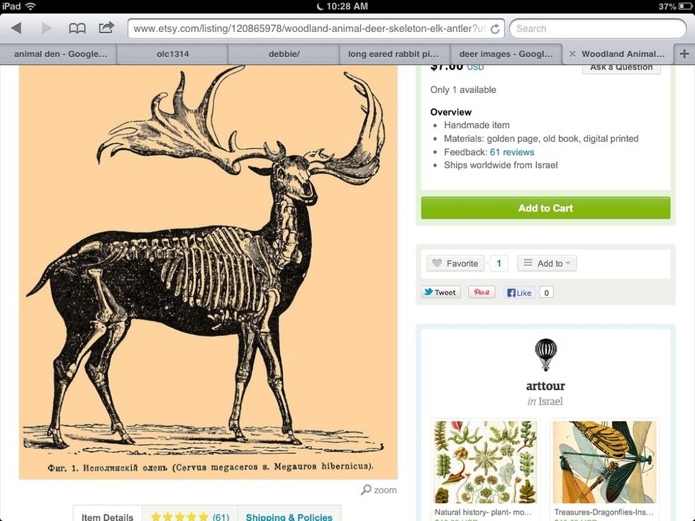 Ok this is a deer skeleton like I told you . It is a real and scary nobody really got to touch it but it was still very cool . It died because it got really hot or he was old.