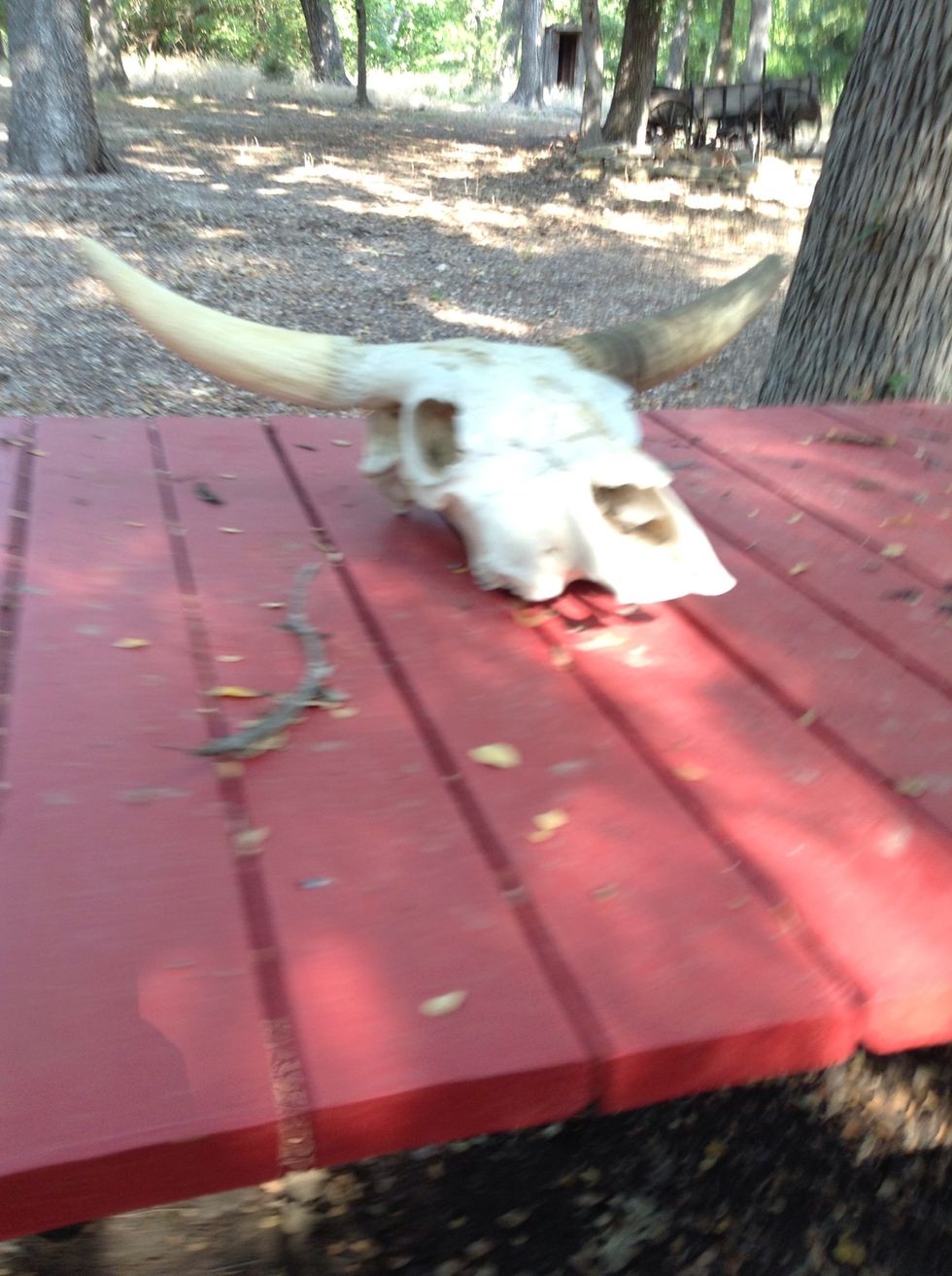 On a table a skull of a longhorn caught my eyes!