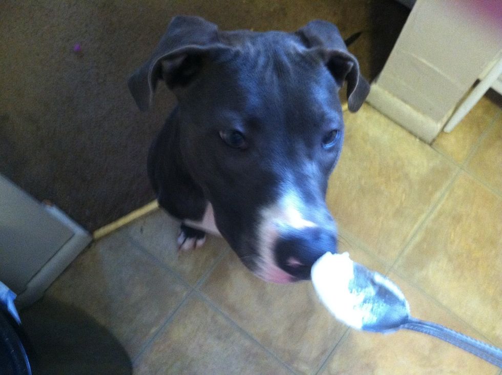 On cue, my dog Dutchess came in when she heard the coconut oil jar being opened. It's great for animals and she loves the taste. I let her lick the spoon - no worries, I washed the spoon afterward! \ud83d\udc3a