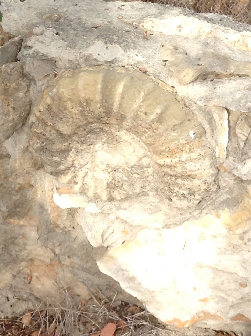 On day 2 we were on a hunt and I found this fossil!