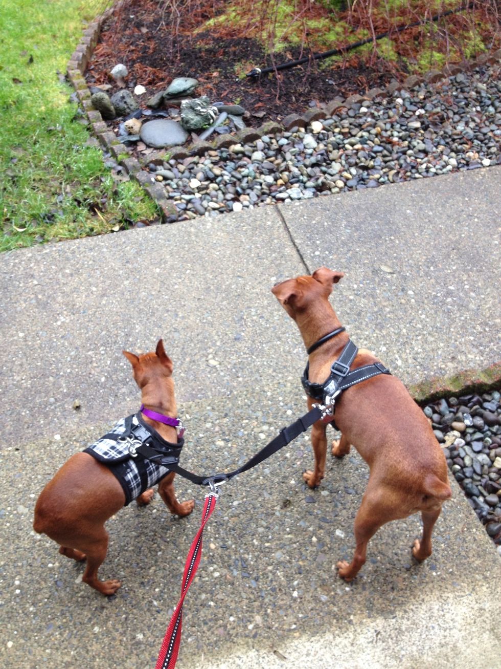 On the front step ready to roll \ud83d\ude09