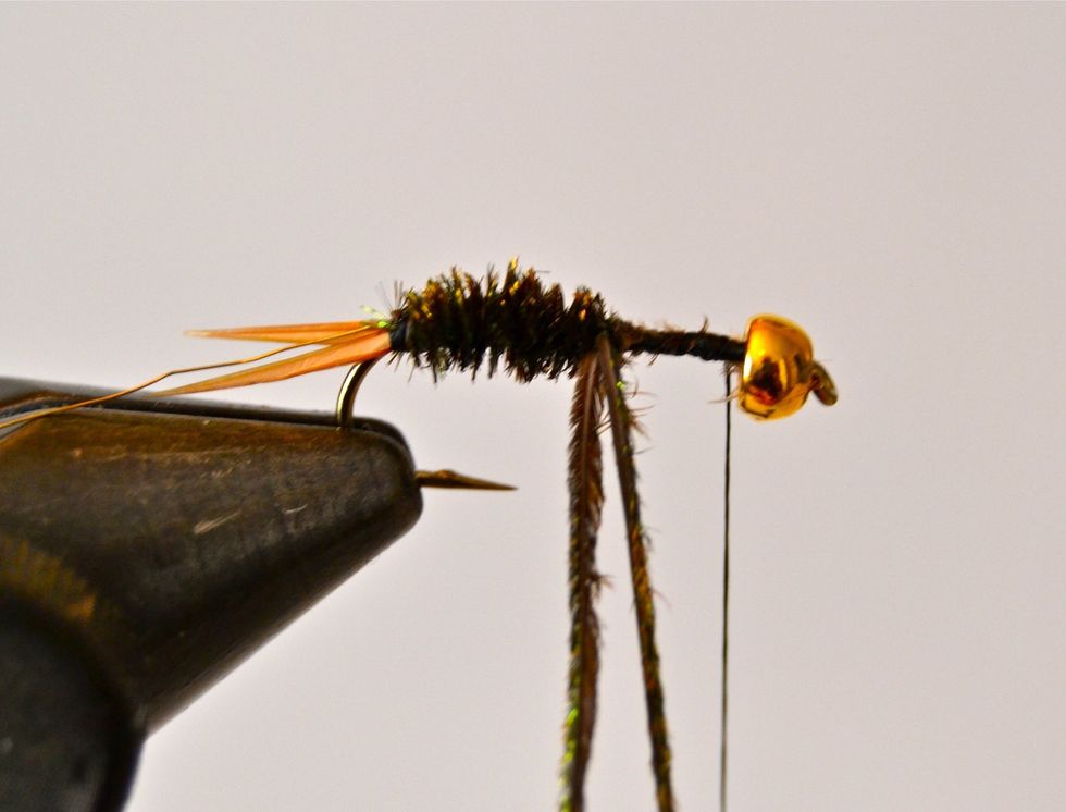 On this nymph I used up the hurl about half way toward the eye. I tied them off, trimmed off the little bit that was left, and then tied in two more strands to finish the body.