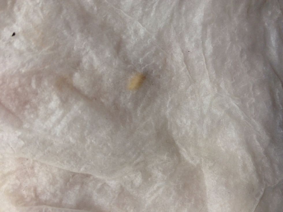 Once all seeds are peeled..take a paper towel and place the seeds on top, fold one side over, then lightly pour water on top of the paper towel. It should be nice and damp, not dripping