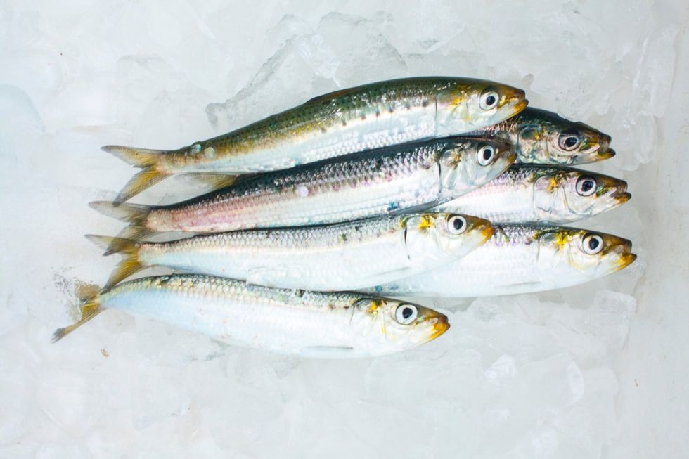 Once caught, keep them on ice until prep time.