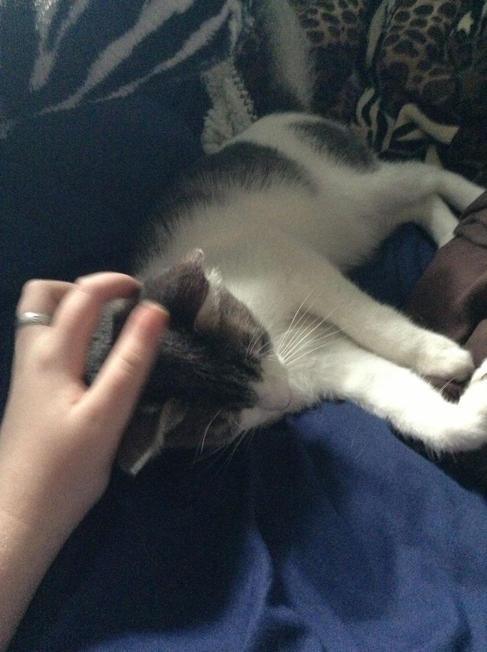 Once he is comfortable with you, pet and scratch him.