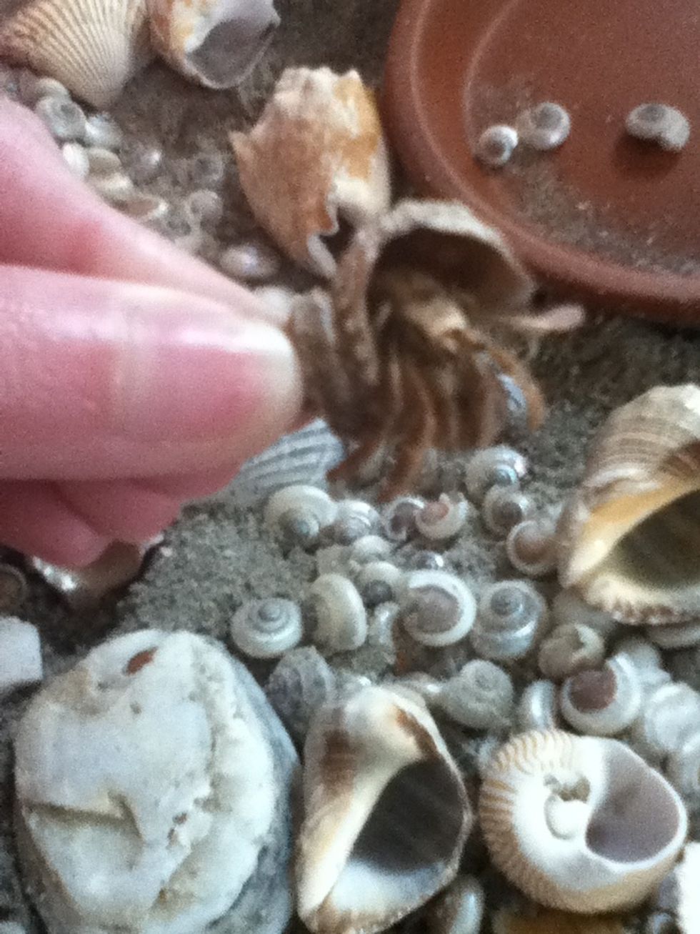 Once its out you can tilt the shell up to get it to stay out. This way you an get a good look at it.