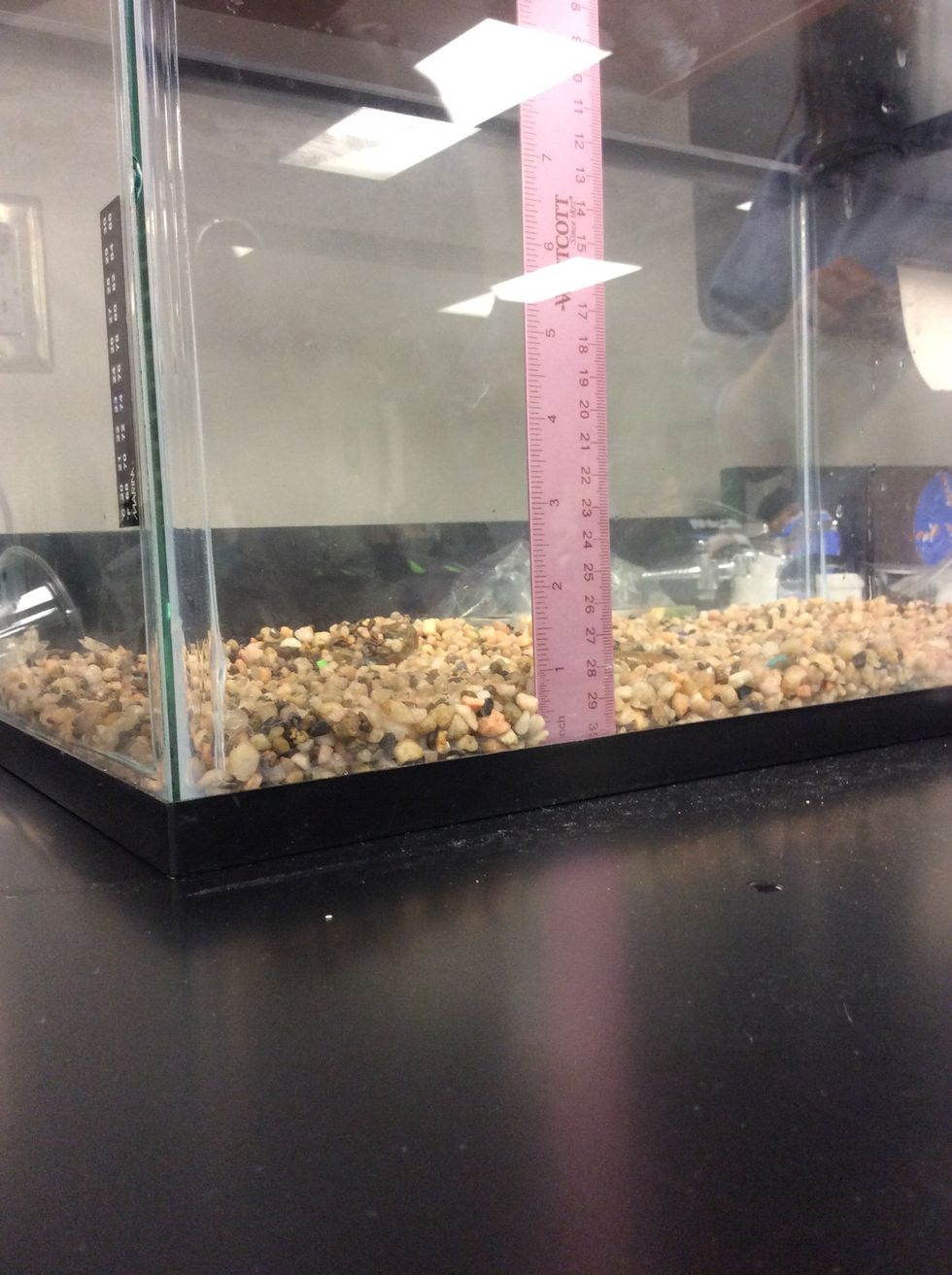 Once patted down evenly (you don't want to be able to see the bottom of the tank) then grab a ruler to measure. You want the height of your rocks to reach 1 inch.