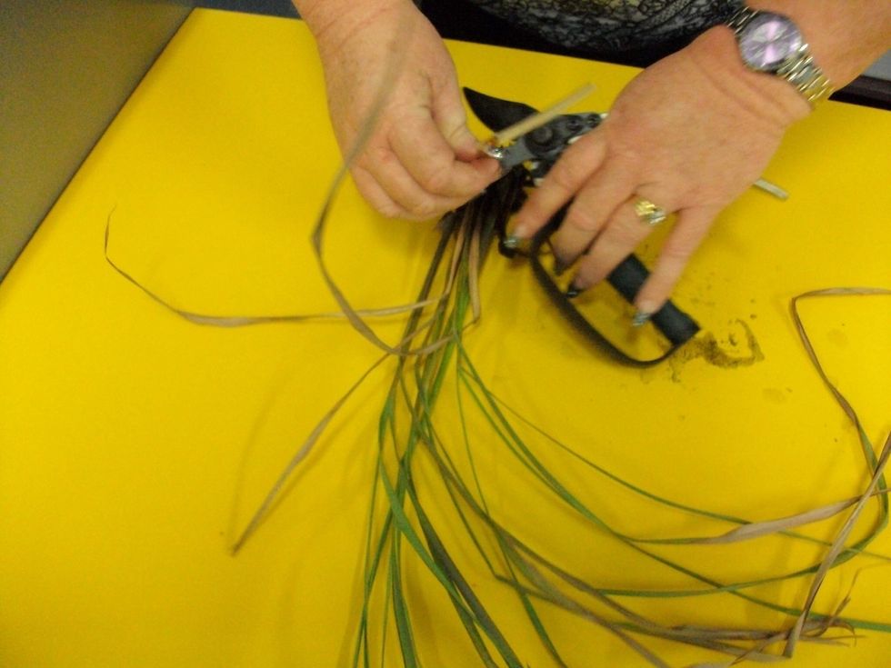 Once plant has been divided into equal amounts. Trim them so that they are ready to be replanted.