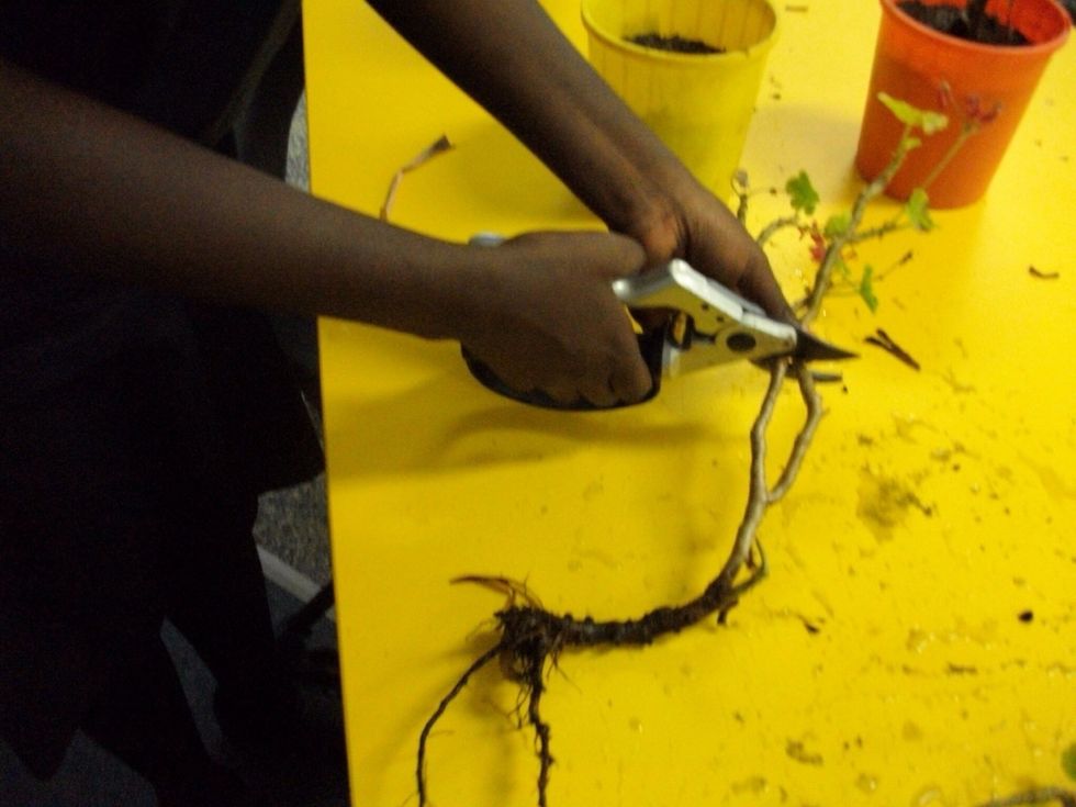 Once that's done you trim it down