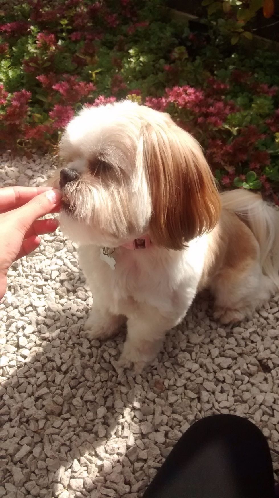 Once the dog has sat reward it with a treat and praise.