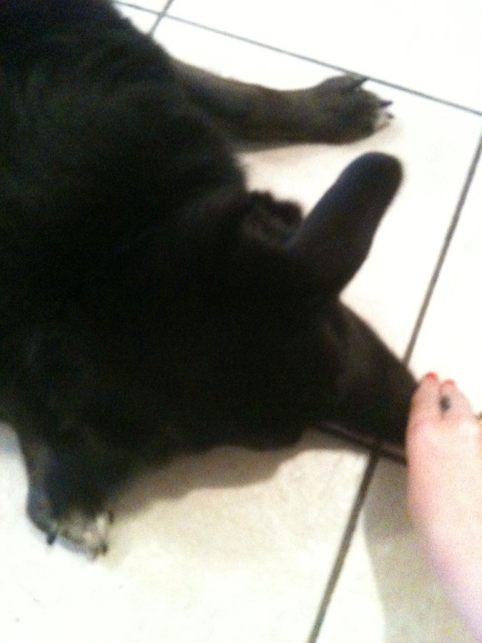 Once the dog is relaxed with elbows and butt on the ground, give him the treat. Sometimes to keep the dog interested, you have to place the treat between your middle and ring fingers and let them lick