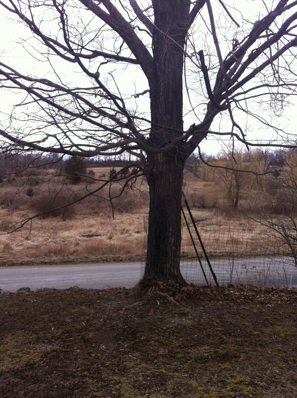 Once the eyes are both fully open and positioned straight ahead, the sight of the tree in front of thou will finally be visible. (a prayer of thanks may be added here, but don't overindulge)
