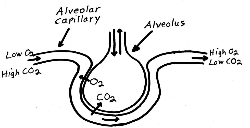 Once the oxygen is in the lungs the oxygen diffuses into the blood steam where it is transported via the cardiovascular system to the working muscles. CO2 moves into the lungs where it is breathed out