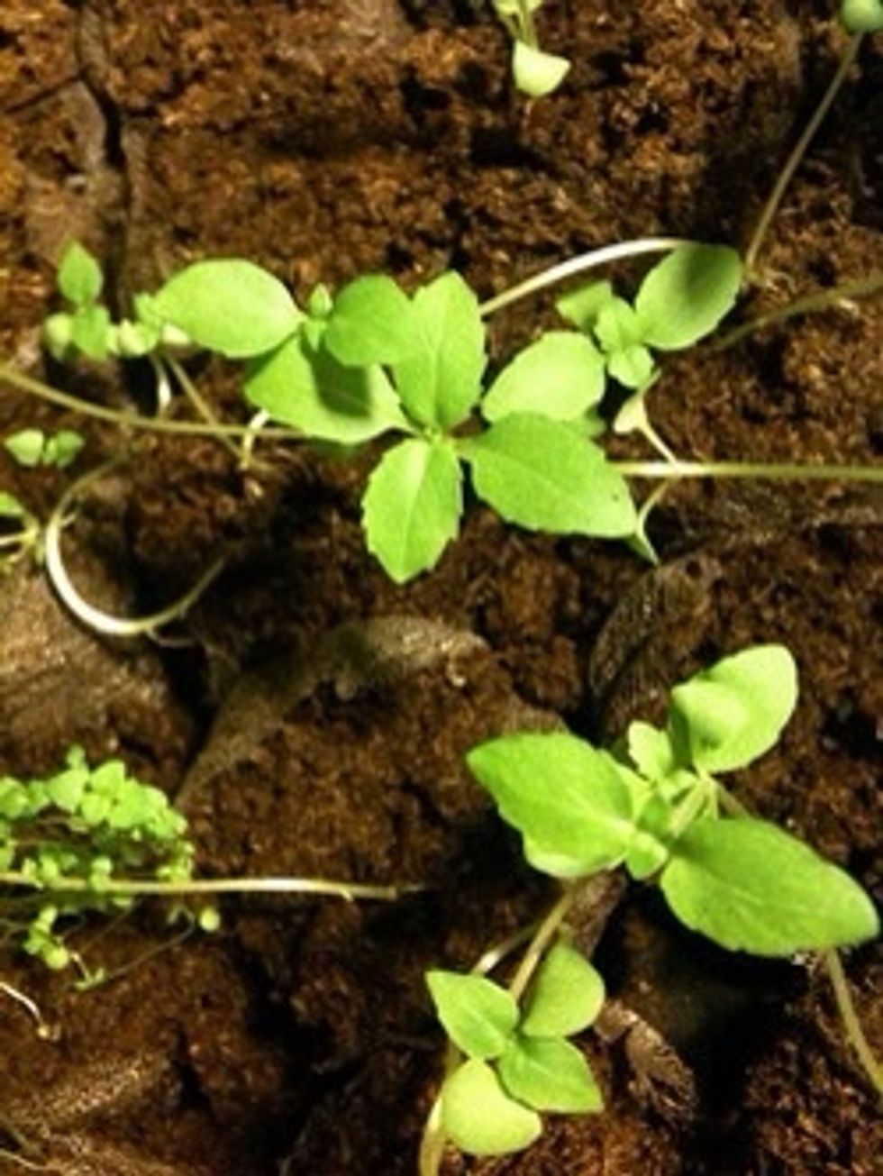 Once the seedlings have developed two (2) pairs of true leaves, then you can thin out the weakest seedlings in each peat pot.  This is when you can begin to use organic fertilizer.