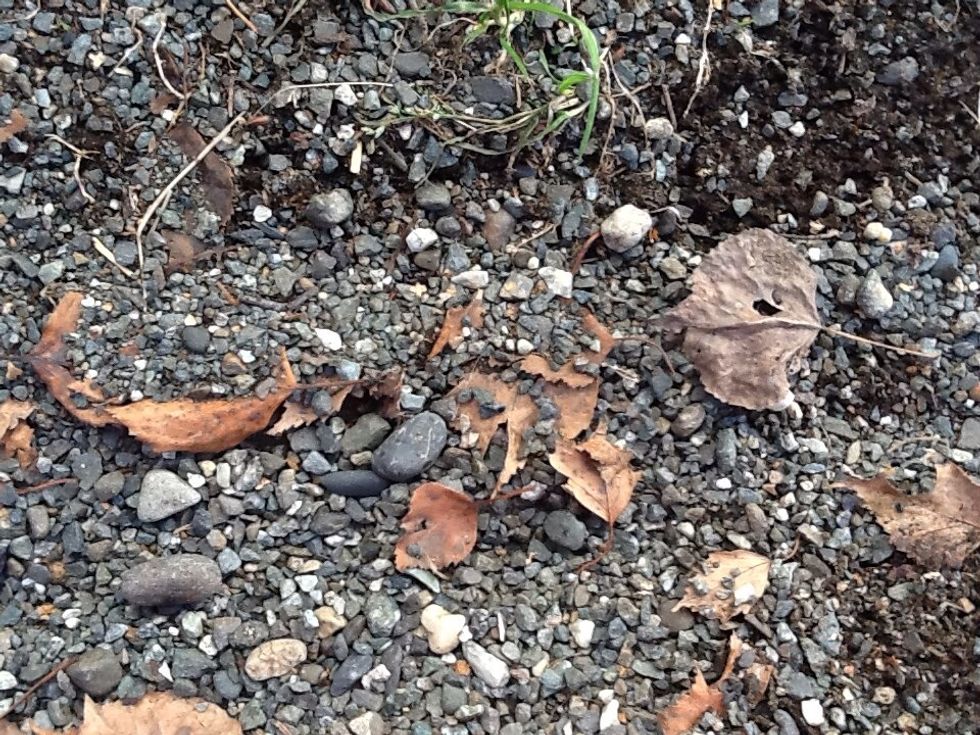 Once they have been added I would have each student create a snap guide adding their photos